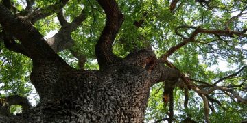 Δήμος Γρεβενών: «Ταξιδεύω Γρεβενά» – Αιωνόβια Δέντρα, Μνημεία Φύσης (Βίντεο+Φωτογραφίες)