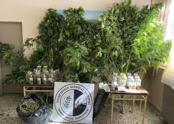 Συνελήφθη 59χρονος ημεδαπός για καλλιέργεια δενδρυλλίων κάνναβης, σε περιοχή της Καστοριάς