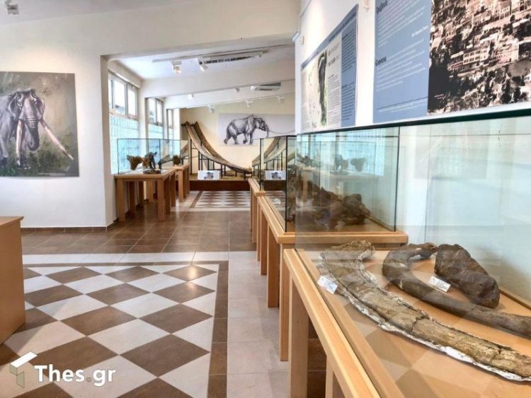 Ξενάγηση στο Μουσείο Φυσικής Ιστορίας στη Μηλιά Γρεβενών (Βιντεο&Φωτογραφίες)