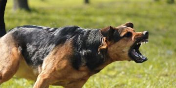 H χώρα μας εφαρμόζει πρόγραμμα ανοσοποίησης (εμβολιασμού) της άγριας πανίδας στα πλαίσια αντιμετώπισης της Λύσσας