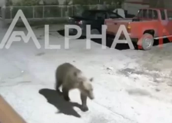 Καστοριά: Βίντεο με αρκούδα να κόβει βόλτες σε γειτονιά έξω από σπίτια