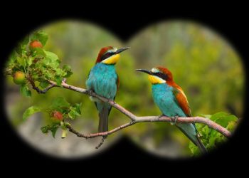 Bird Watching στο Ρύμνιο Κοζάνης
