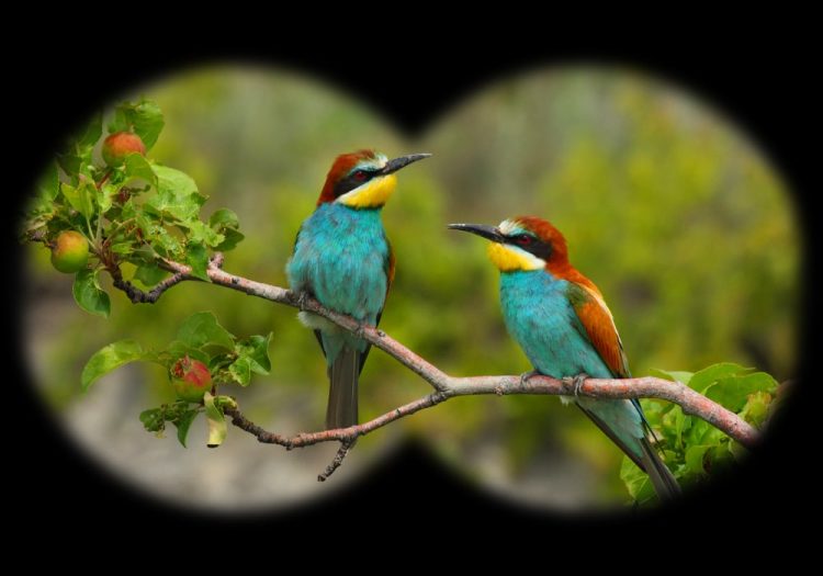 Bird Watching στο Ρύμνιο Κοζάνης