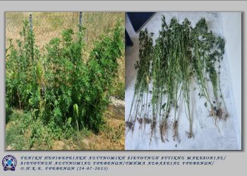 Συνελήφθη 63χρονος ημεδαπός για καλλιέργεια δενδρυλλίων κάνναβης, σε περιοχή των Γρεβενών