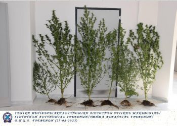 Συνελήφθη 54χρονος ημεδαπός για καλλιέργεια δενδρυλλίων κάνναβης, σε περιοχή των Γρεβενών