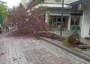 Πτώση δέντρου σε Κεντρικό δρόμο επί της οδού Πλατείας Ελευθερίας στα Γρεβενά