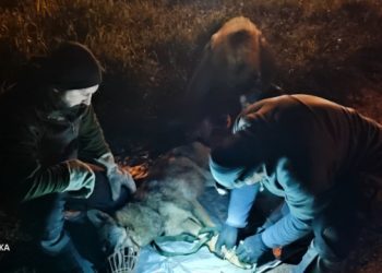 Το ταξίδι του Σοφοκλή: Από την Πάρνηθα στο Παρνασσό και ακόμα παραπέρα