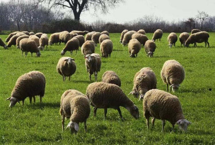 ΑΝΑΚΟΙΝΩΣΗ ΤΗΣ ΕΠΙΤΡΟΠΗΣ ΑΓΩΝΑ ΚΤΗΝΟΤΡΟΦΩΝ ΤΟΥ ΝΟΜΟΥ ΓΡΕΒΕΝΩΝ