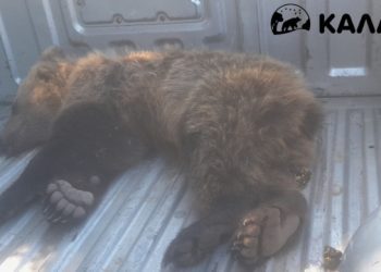 Διάσωση μικρής αρκούδας μετά από τροχαίο και εγκατάλειψή της, στην Π.Ε. Καστοριάς