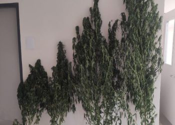 Συνελήφθησαν από αστυνομικούς του Τμήματος Δίωξης και Εξιχνίασης Εγκλημάτων Γρεβενών 2 ημεδαποί, για καλλιέργεια δενδρυλλίων κάνναβης