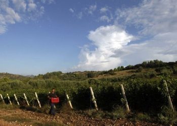 Χρήστος Αποστόλου: Η σχέση του κλίματος με τις αμπελοκαλλιέργειες
