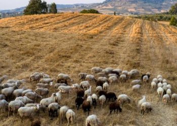 Τμήμα Αγροτικής Πολιτικής του ΣΥΡΙΖΑ-ΠΣ: Καταρροϊκός πυρετός, ευλογιά και σκάνδαλο ΟΠΕΚΕΠΕ