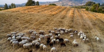  Τμήμα Αγροτικής Πολιτικής του ΣΥΡΙΖΑ-ΠΣ: Καταρροϊκός πυρετός, ευλογιά και σκάνδαλο ΟΠΕΚΕΠΕ