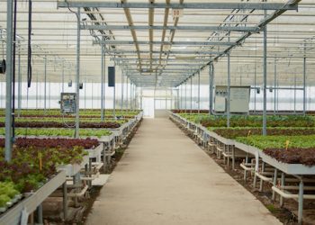Η ανάπτυξη της υδροπονίας περνά στην πράξη: Το οικοσύστημα της επόμενης ημέρας ξεκινά από τη Δυτική Μακεδονία