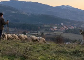 Κτηνοτροφία και λύκοι στη Δυτική Μακεδονία: Το πρόγραμμα των 1,5 εκατ. ευρώ για τη συνύπαρξη και συμβίωση των δυο