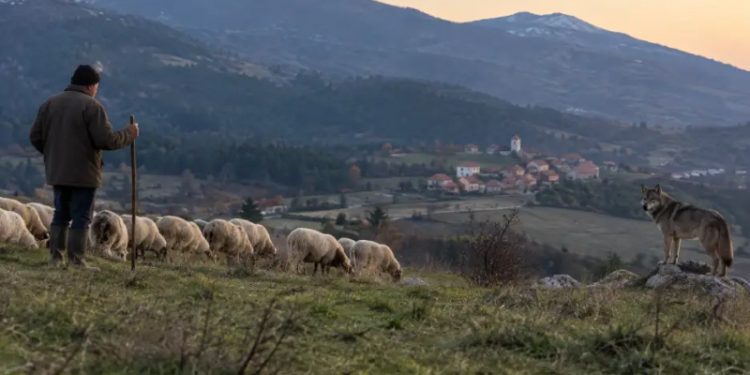 Κτηνοτροφία και λύκοι στη Δυτική Μακεδονία: Το πρόγραμμα των 1,5 εκατ. ευρώ για τη συνύπαρξη και συμβίωση των δυο