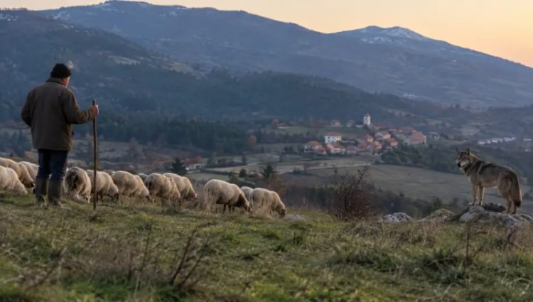 Κτηνοτροφία και λύκοι στη Δυτική Μακεδονία: Το πρόγραμμα των 1,5 εκατ. ευρώ για τη συνύπαρξη και συμβίωση των δυο